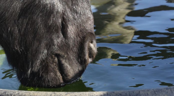 Horse Drinking Water