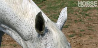 Horse Drinking Water