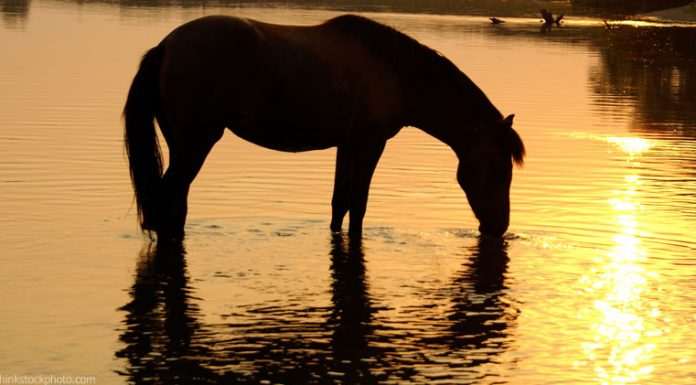 Horse Drinking Water