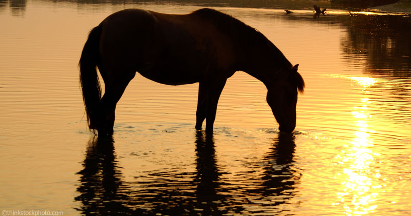 How to Keep Your Horse Hydrated in the Summer