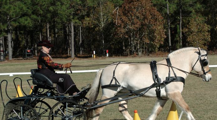 carriage driving fjord