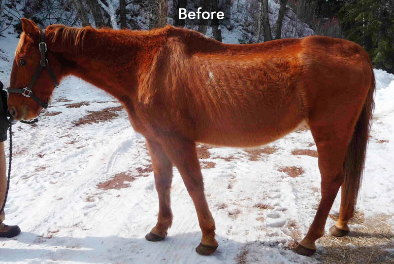 Vet Adventures: Duke’s Story