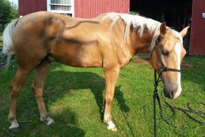 This Week in Horses – July 25, 2014