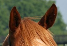How do horses respond to different human voices? horse ears