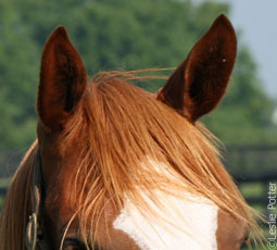 horse ears