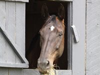 Hay Bale-Out program helps horses affected by drought and wildfires eating hay