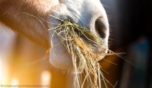 How hay bags and slow feeders affect horses