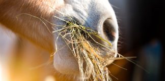 Closeup of horse eating hay