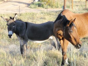 Adventures in Moving Part II: Has Anyone Seen my Horse?