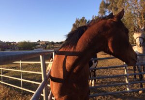 From Landowner to Boarder: Making the Transition