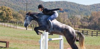 Elisa Wallace riding her Mustang, Hwin, over a jump without a bridle.