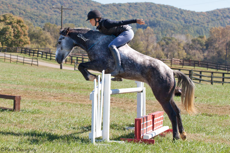 Elisa Wallace riding her Mustang, Hwin, over a jump without a bridle.