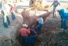 Equine Emergency: Horse in a Hole emergency horse hole