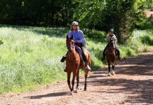 Two horseback riders on the trail in an endurance ride