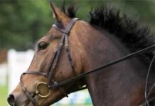 2008 Rolex FEI World Cup Final in Show Jumping Underway english head