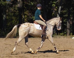 Perfecting the Posting Trot
