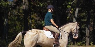 English rider on an Appaloosa horse