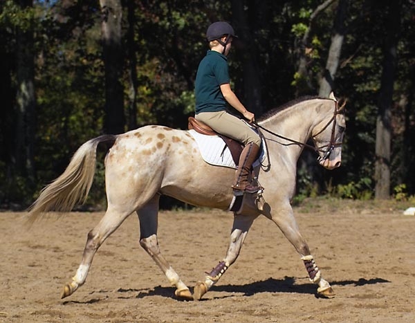 English rider on an Appaloosa horse