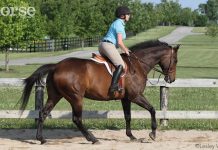 english schooling canter