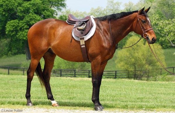 Horse Show Prep Videos