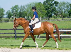 Horse and Pony Questions: Choppy Trot