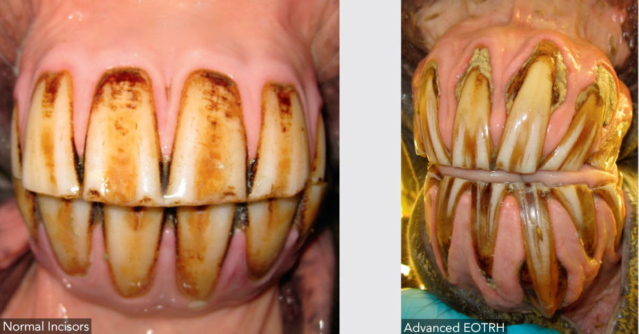 EOTRH: Equine Odontoclastic Tooth Resorption and Hypercementosis