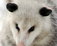 epm possum
