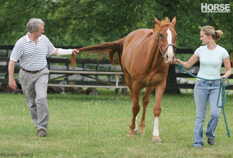 Advances in Equine Medicine