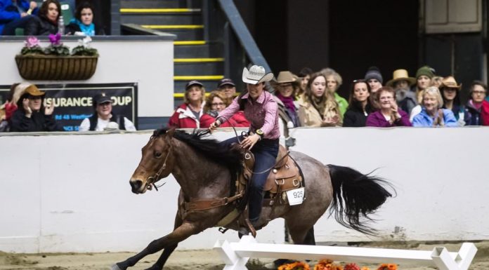 equine affaire versatile
