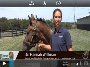 Equine Joint Health & Lameness