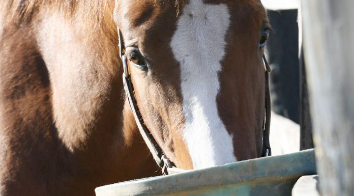equine nutrition