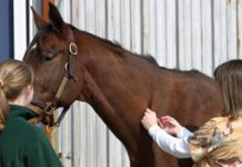 equine vet vaccinate