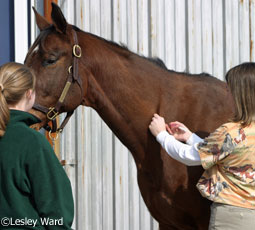 equine vet vaccinate
