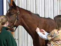 Horse owners urged to take precautions against Eastern Equine Encephalitis equine vet vaccinate