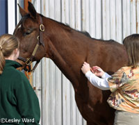 equine vet vaccinate