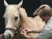 equine vet