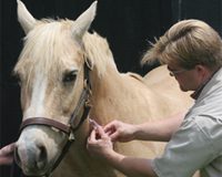 equine vet