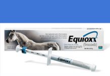 New pain killer for horses suffering from arthritis gets FDA approval equioxx