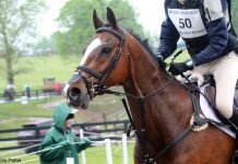 Closeup on an eventing horse's head
