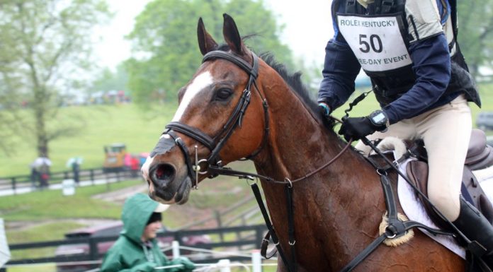 Closeup on an eventing horse's head