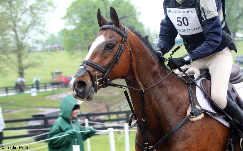 Closeup on an eventing horse's head