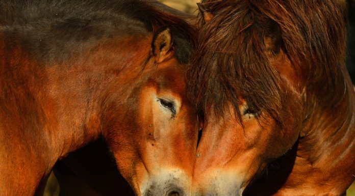 exmoor ponies