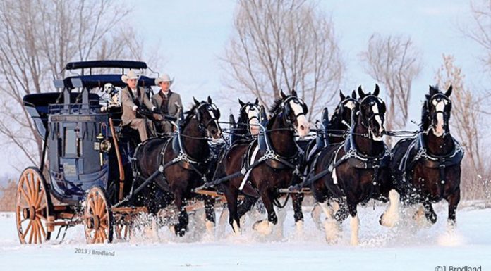 Express Clydesdales