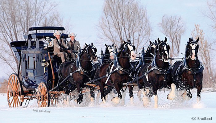 Clydesdale draft horses attached to a hitch