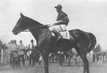 exterminator race horse