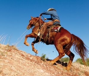 Get Started in Extreme Cowboy Racing