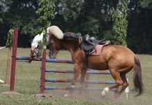 falling off a horse