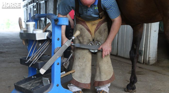 Farrier nailing a shoe on to a horse's hoof