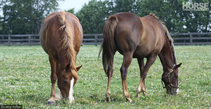 Two overweight horses grazing in a pasture