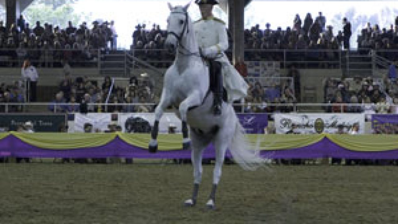 Fiesta Florence Al Horse December & Christmas Holidays In Florence
